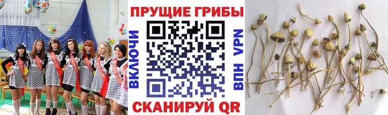 Псилоцибиновые грибы Psilocybe  Купить где  Новосибирск 